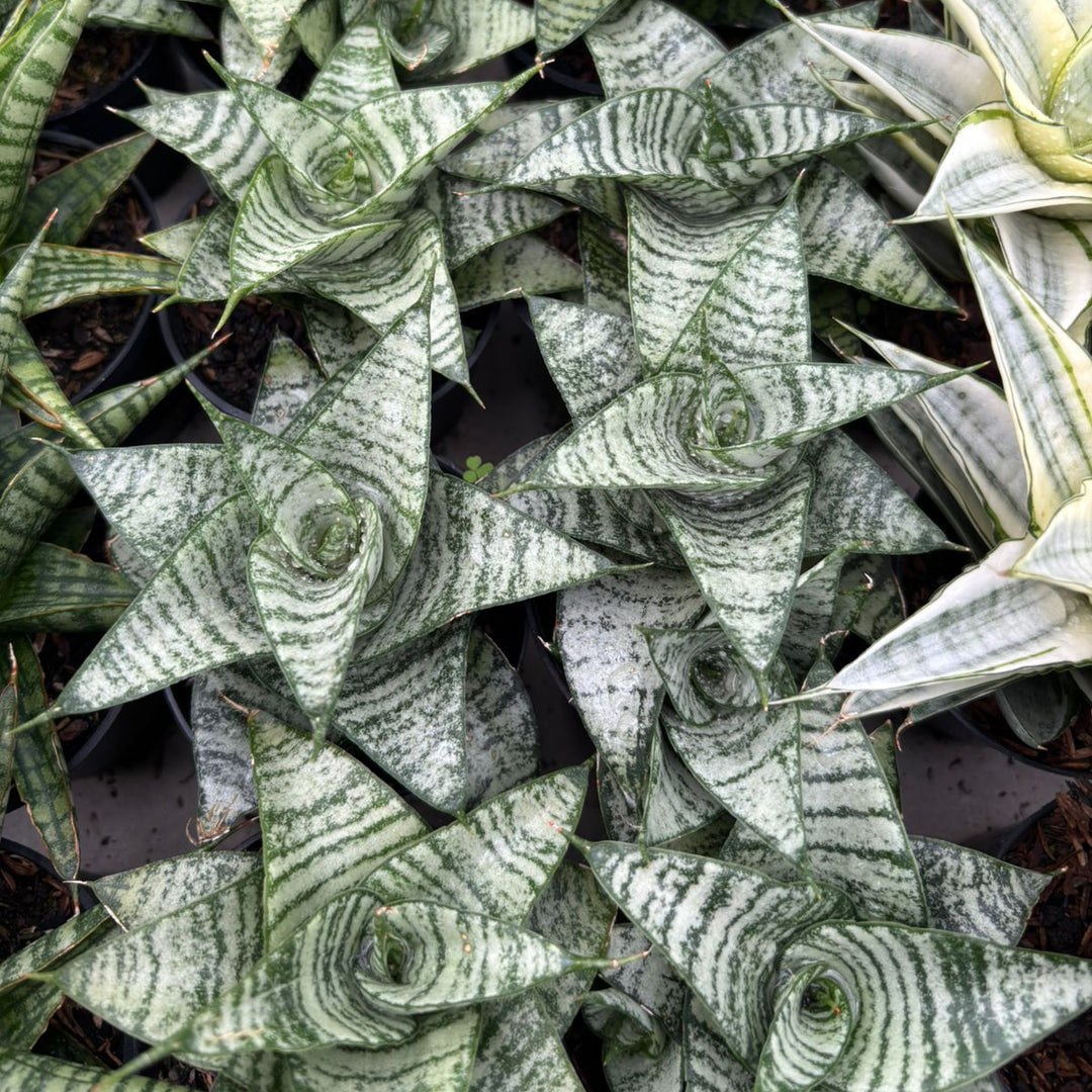 sansevieria Gabriela x Spyder