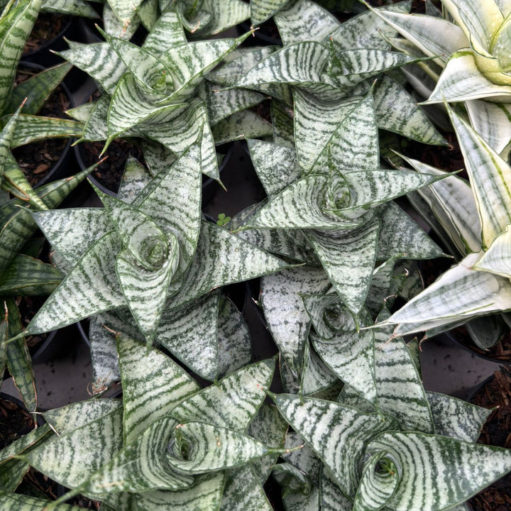 sansevieria Gabriela x Spyder