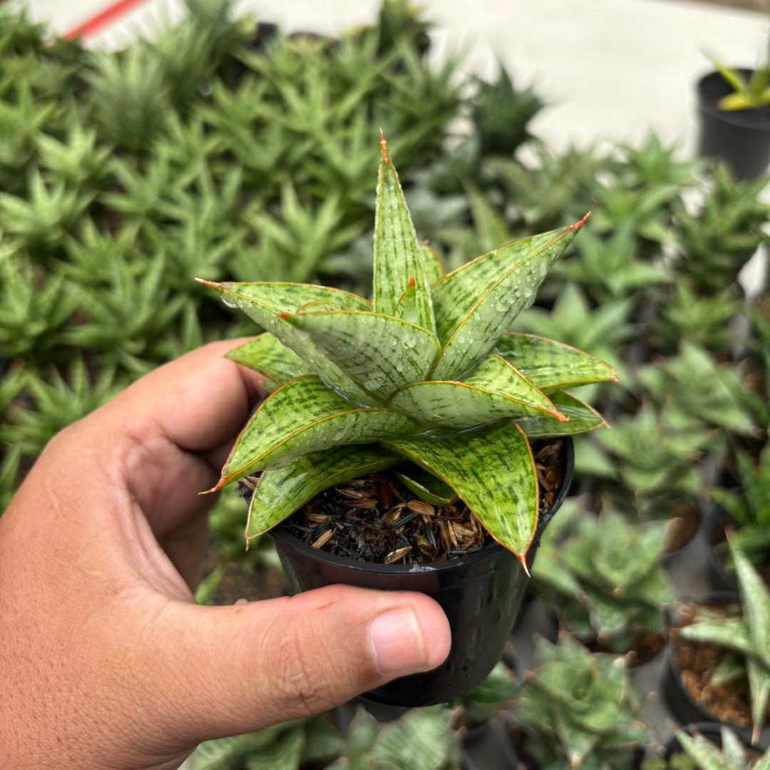 Sansevieria Liwa