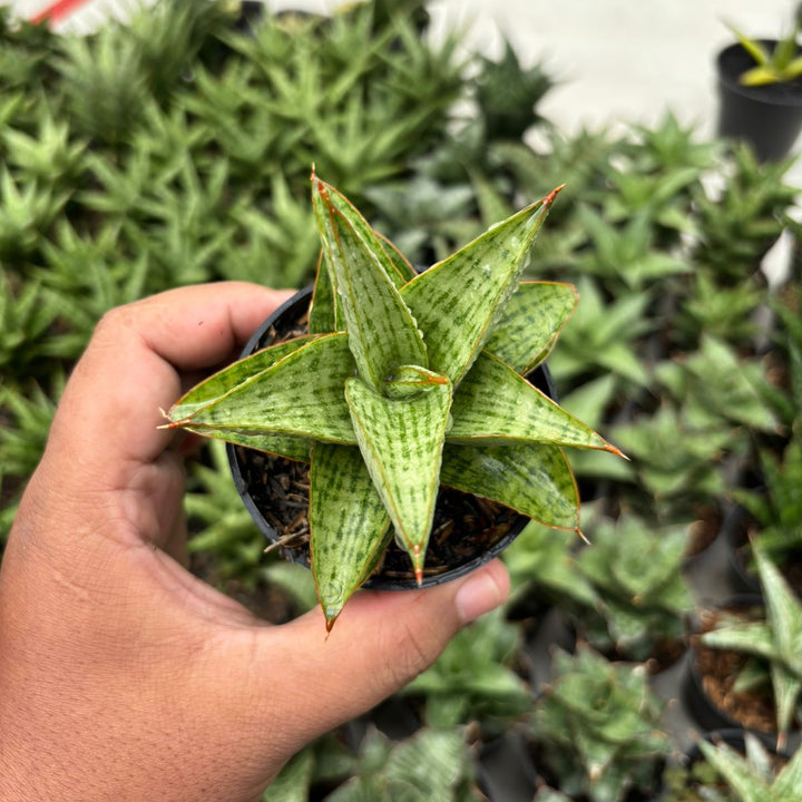 Sansevieria Liwa