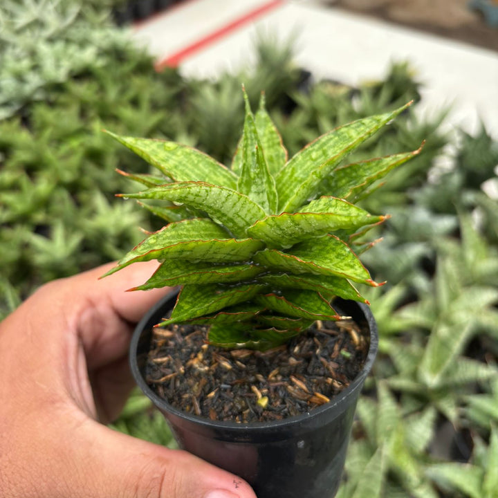 Sansevieria catline