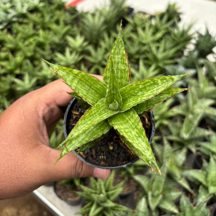 Sansevieria catline
