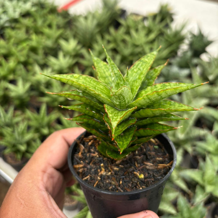 Sansevieria catline