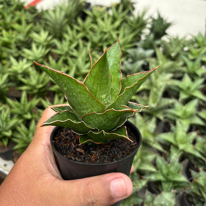 Sansevieria Aya