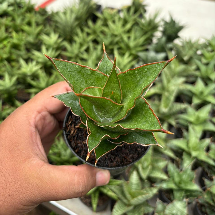 Sansevieria Aya