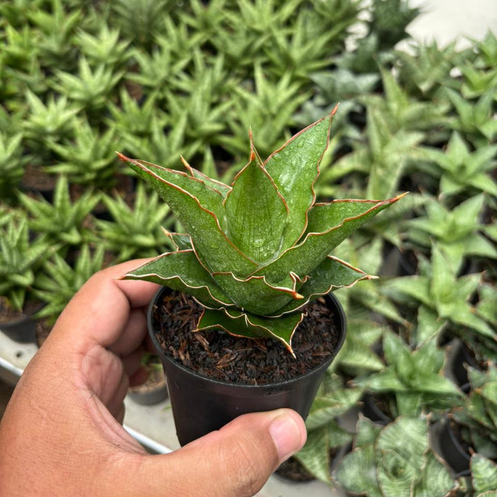 Sansevieria Aya