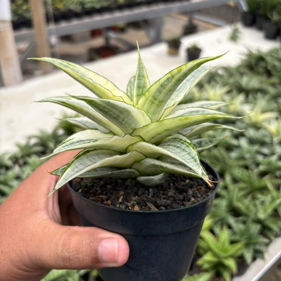 sansevieria gabriella Sansevieria Gabriela Variegated White – Succulentasia