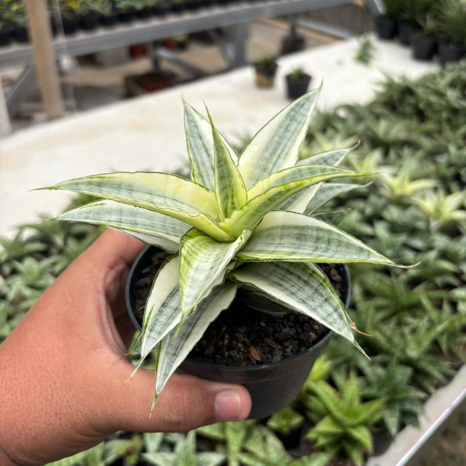 Sansevieria Gabriela Variegated White