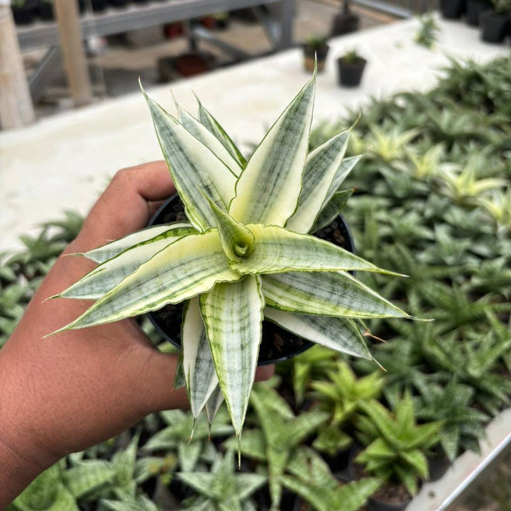 Sansevieria Gabriela Variegated White