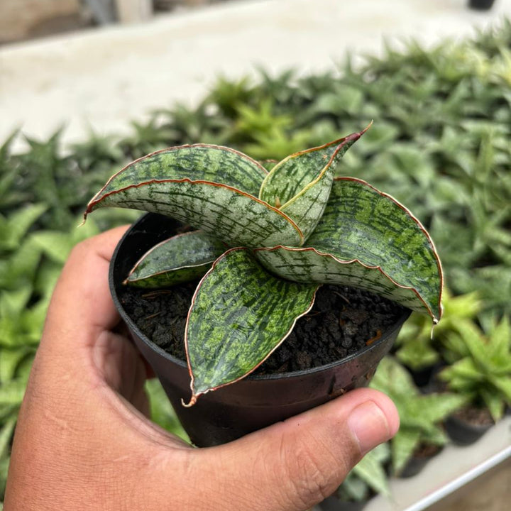 Sansevieria Asura