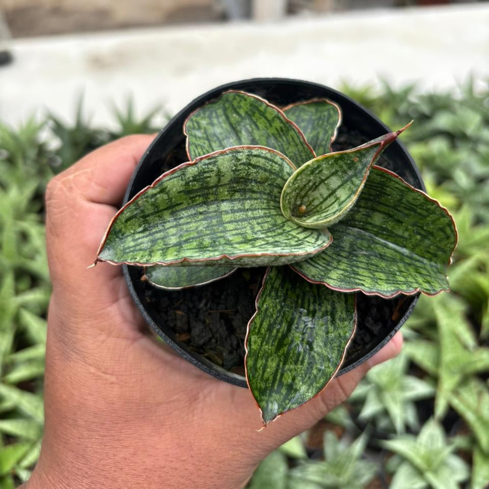 Sansevieria Asura