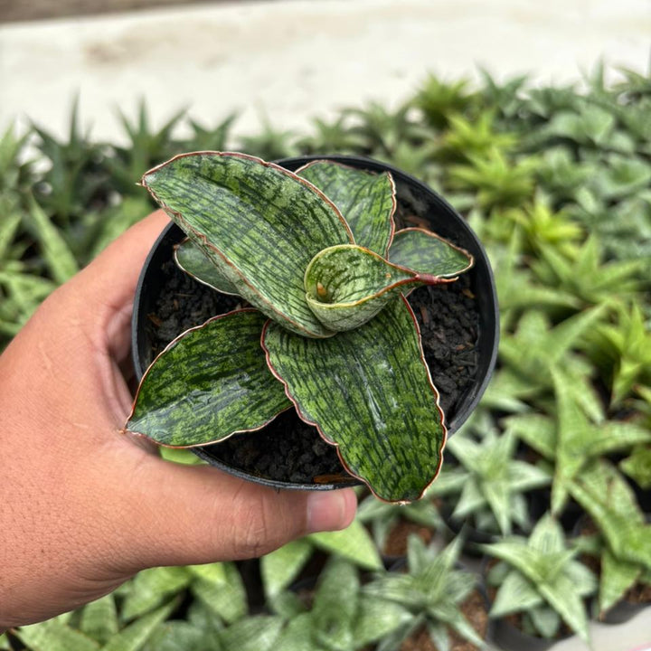 Sansevieria Asura