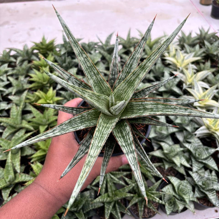 Sansevieria Lawang