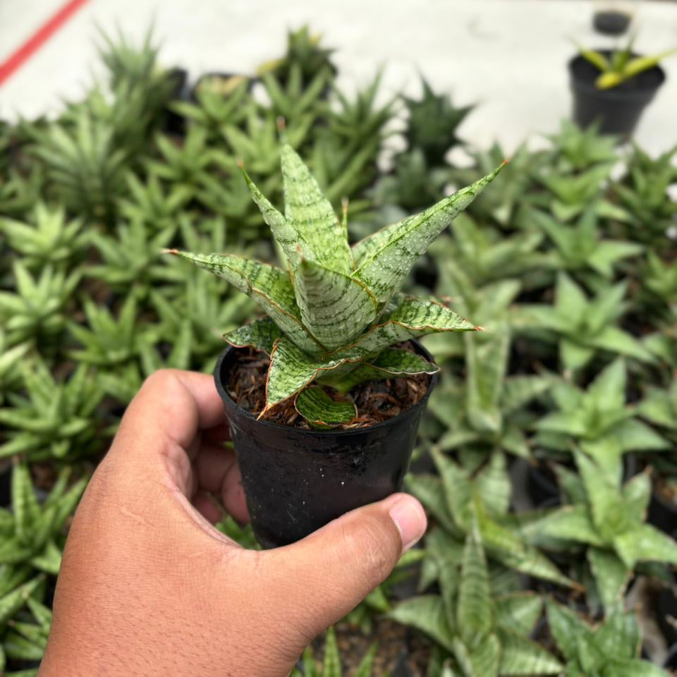Sansevieria galaxy