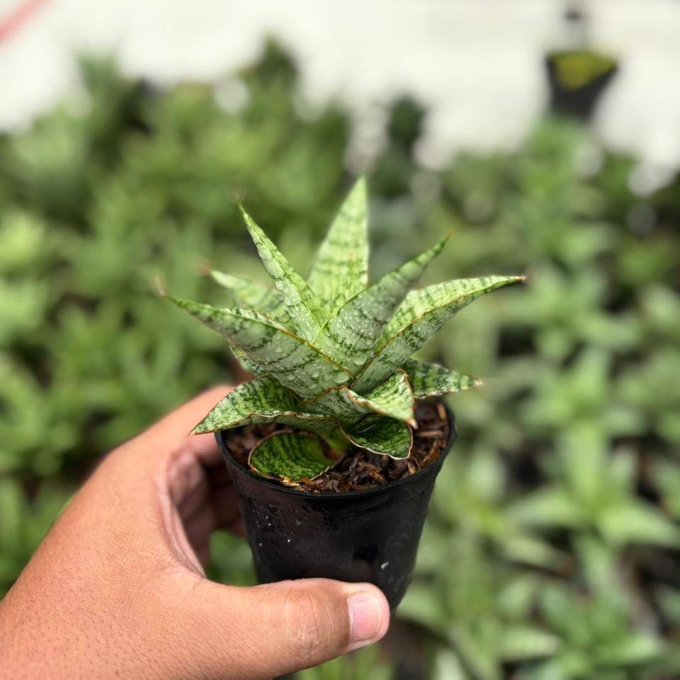 Sansevieria galaxy
