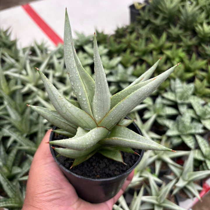 Sansevieria Chanin Thorut