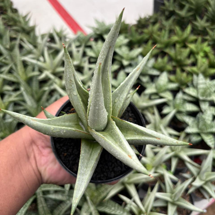 Sansevieria Chanin Thorut