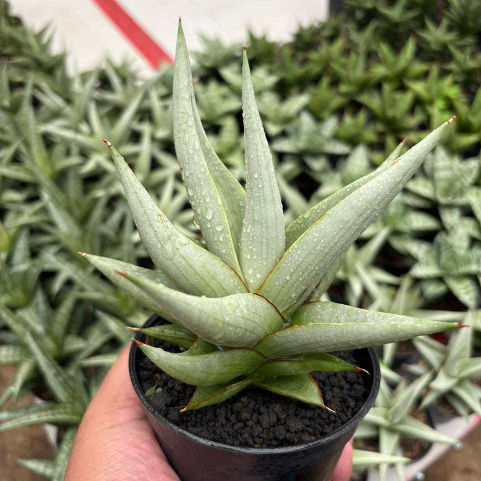 Sansevieria Chanin Thorut