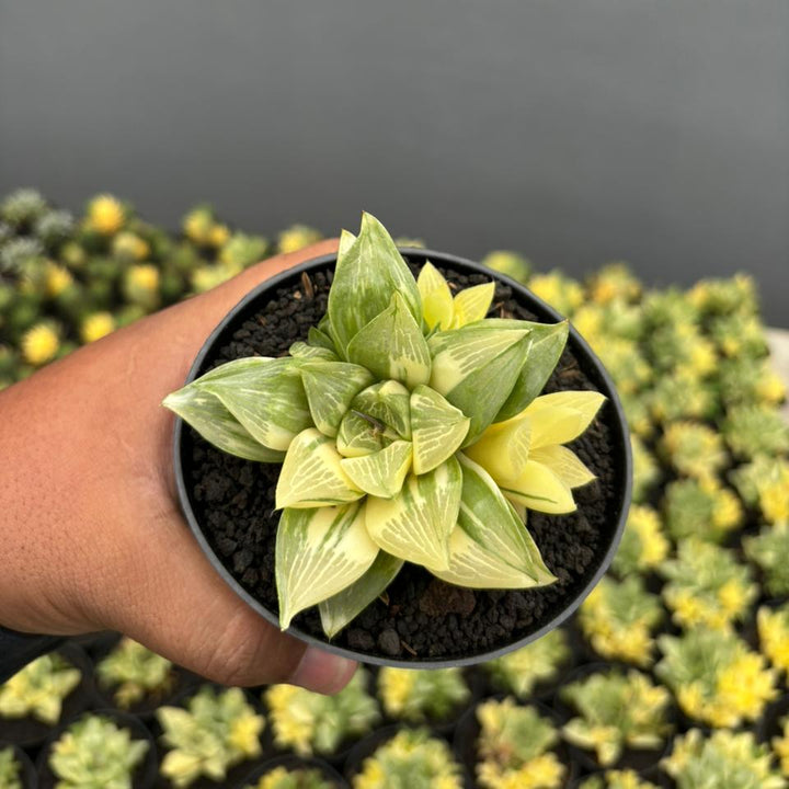 Haworthia Retusa Variegated