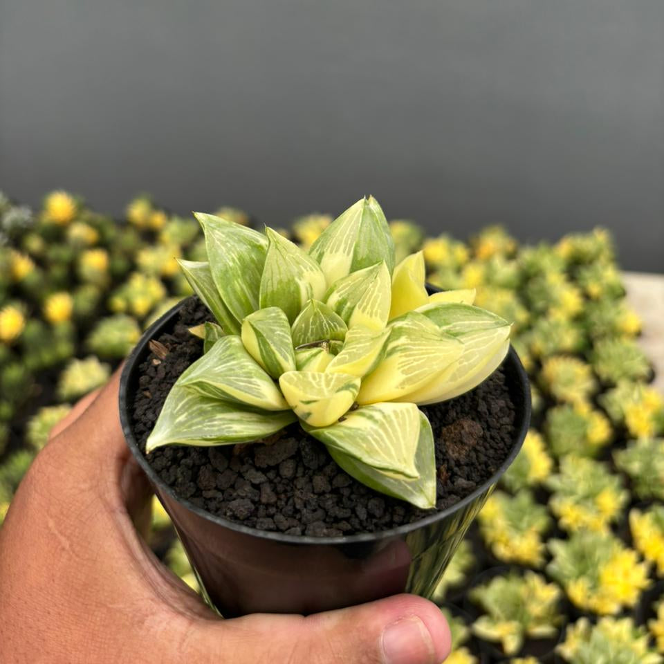 Haworthia Retusa Variegated