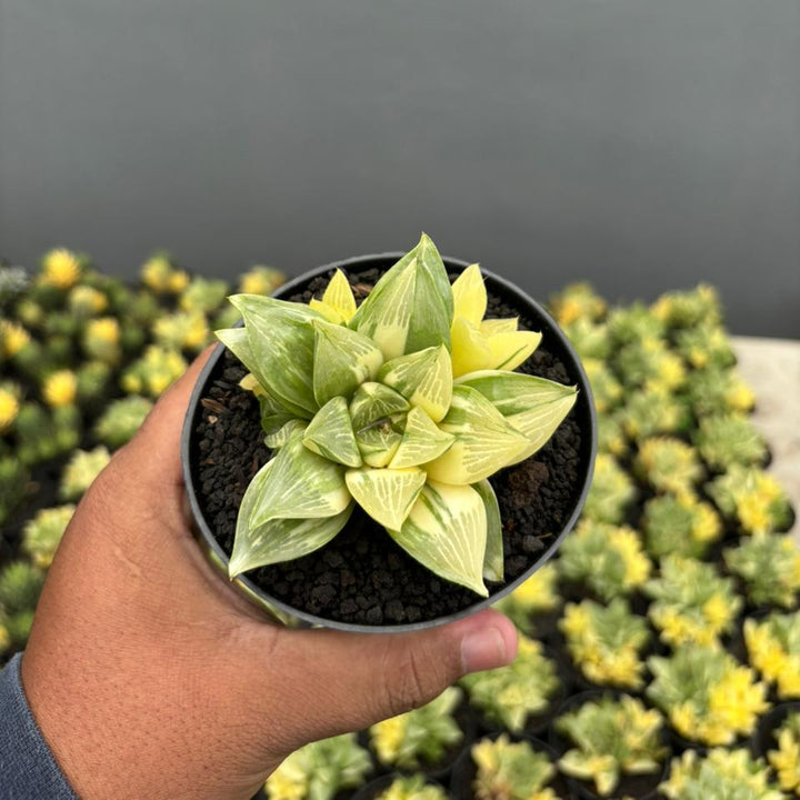 Haworthia Retusa Variegated