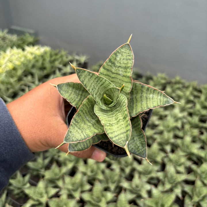 Sansevieria Zaza