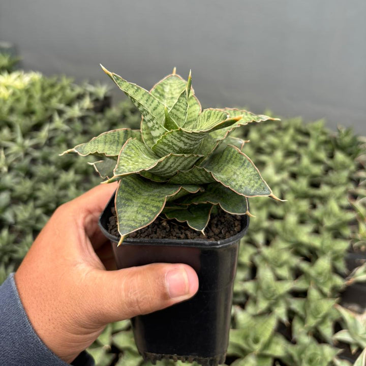 Sansevieria Zaza
