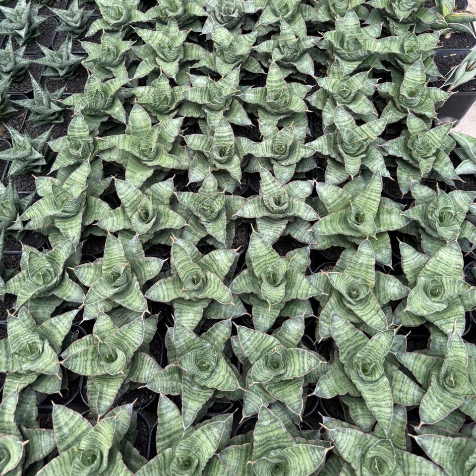 Sansevieria Zaza
