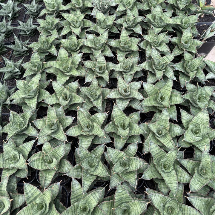 Sansevieria Zaza