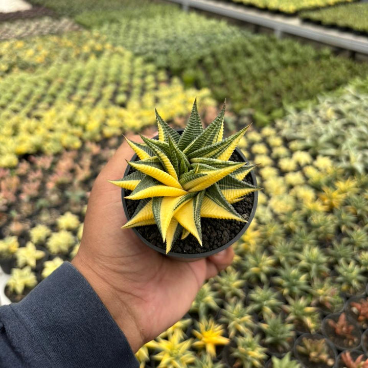 Haworthia Limifolia Variegated