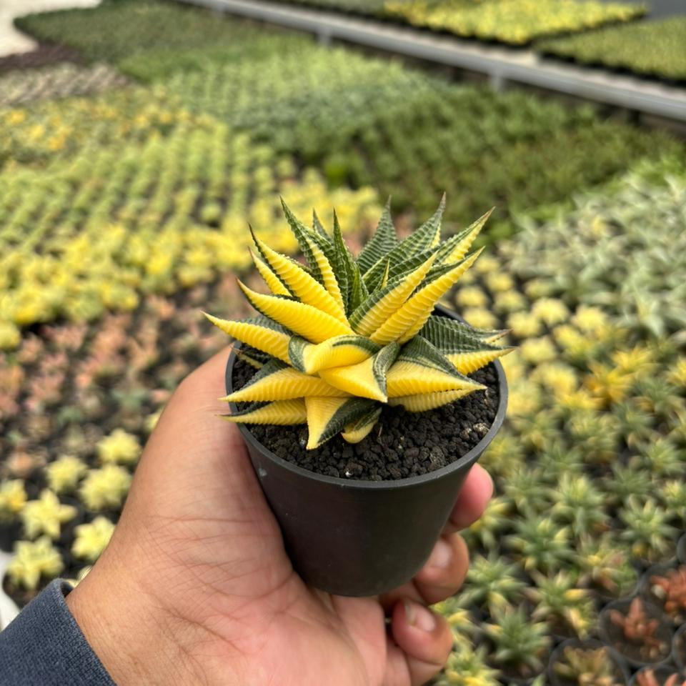 Haworthia Limifolia Variegated