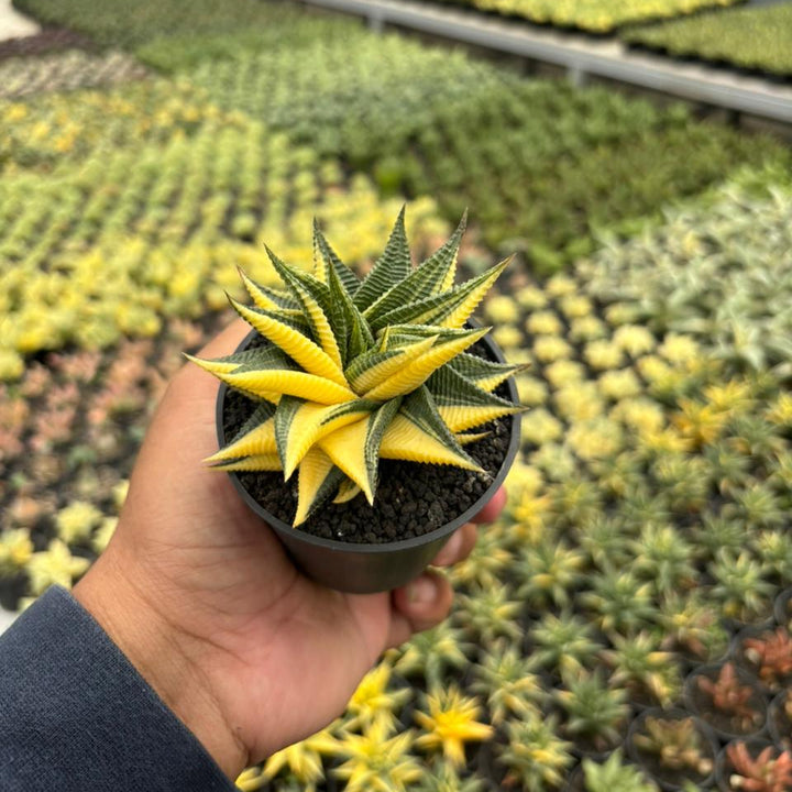 Haworthia Limifolia Variegated