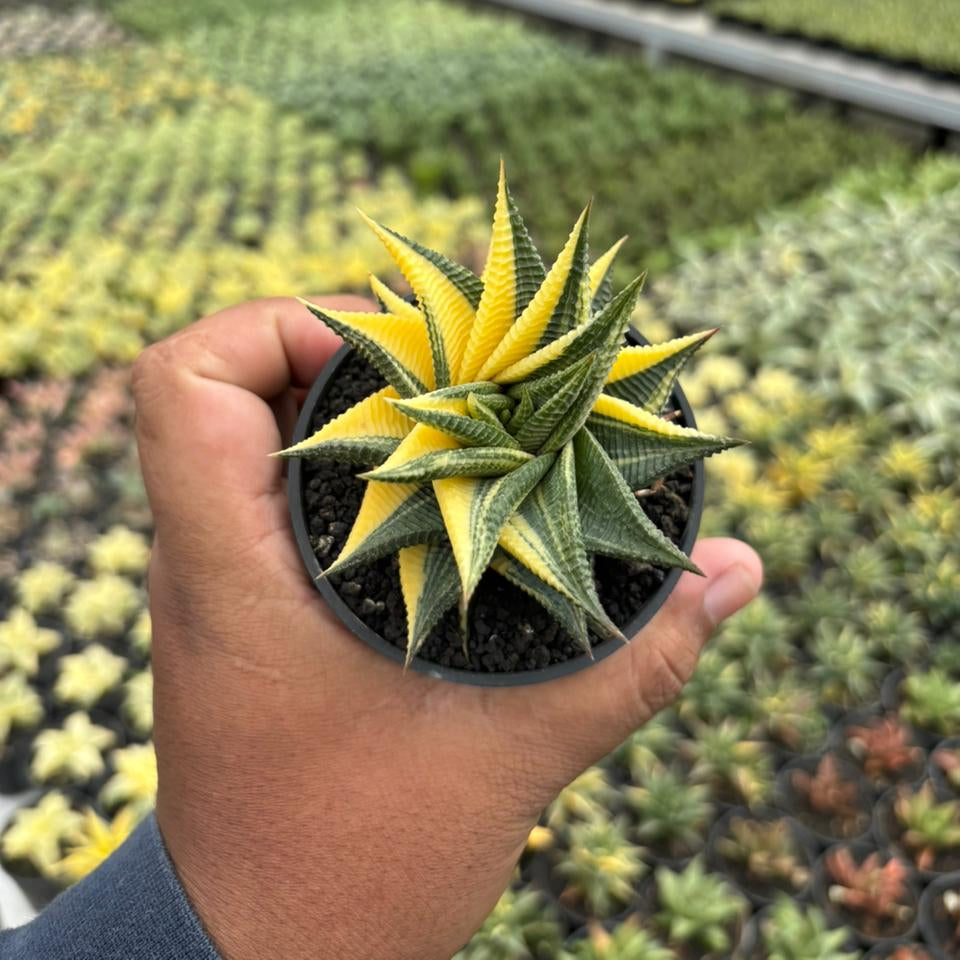 Haworthia Limifolia Variegated