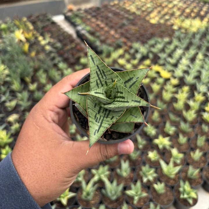 Sansevieria Kaisar