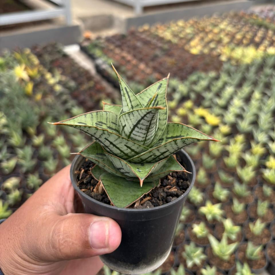 Sansevieria Kaisar