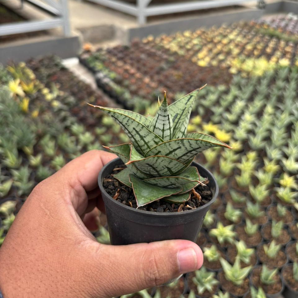 Sansevieria Kaisar