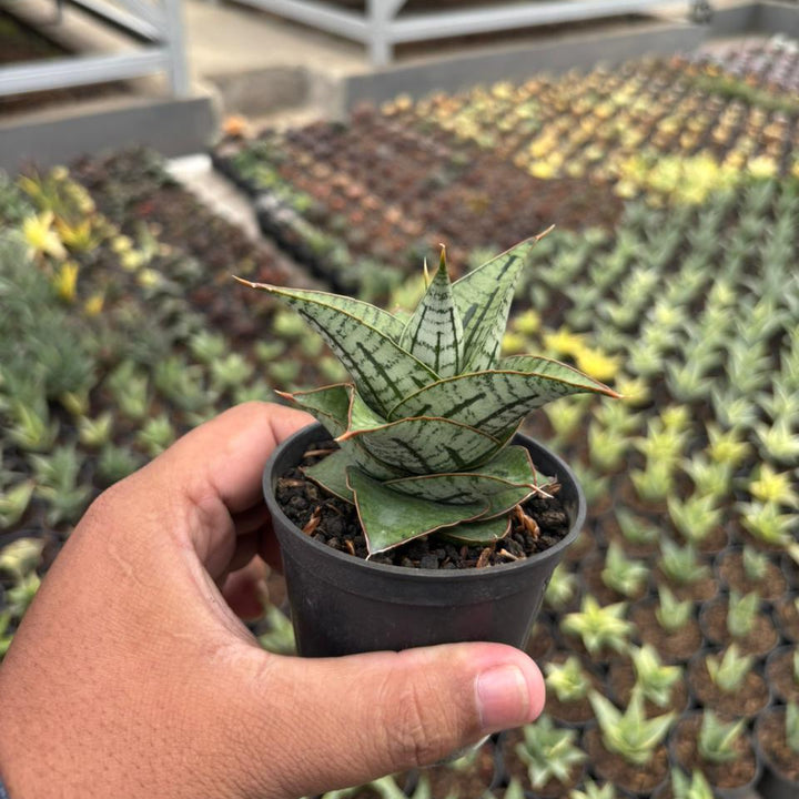 Sansevieria Kaisar
