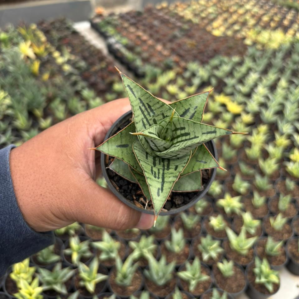 Sansevieria Kaisar