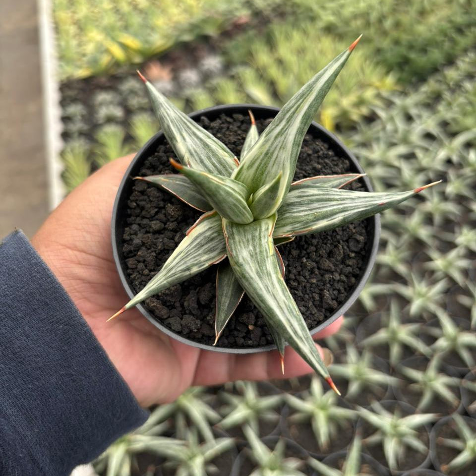 sansevieria stella variegated Sansevieri all night star white variegated – Succulentasia