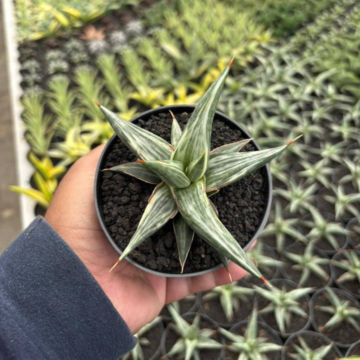 Sansevieri all night star white variegated