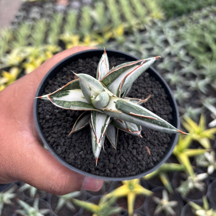 Sansevieria Silverclone mediopicta