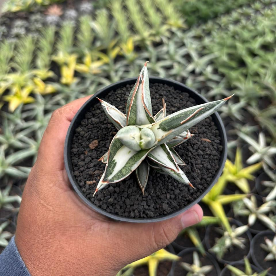 Sansevieria Silverclone mediopicta