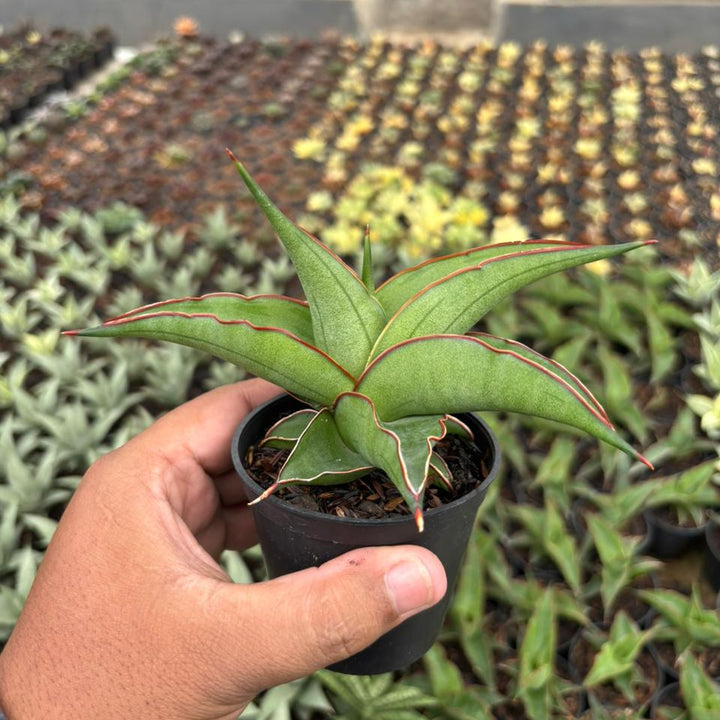Sansevieria Kirana