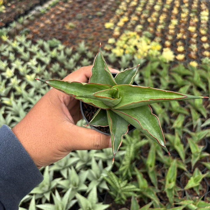 Sansevieria Kirana