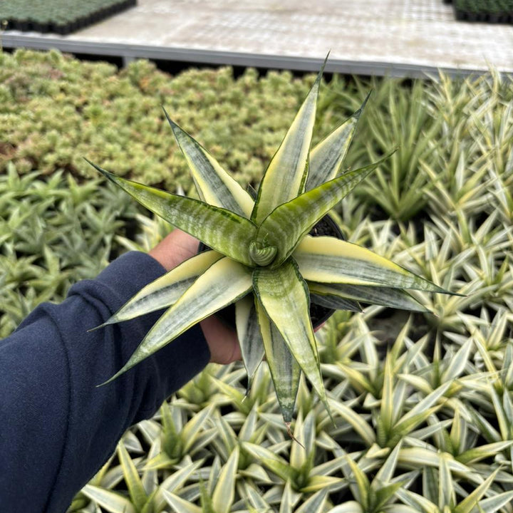 Sansevieria cordova  variegated white
