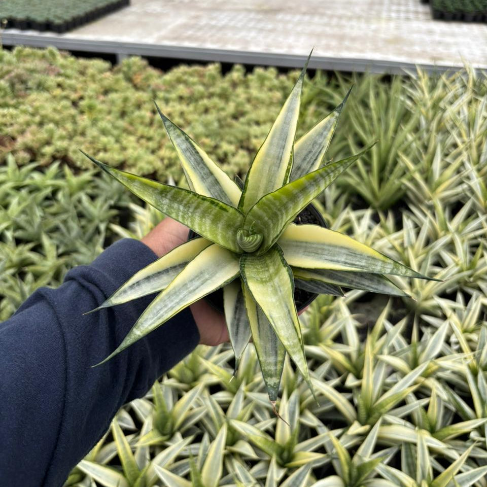 sansevieria cordova variegated Sansevieria cordova variegated white
