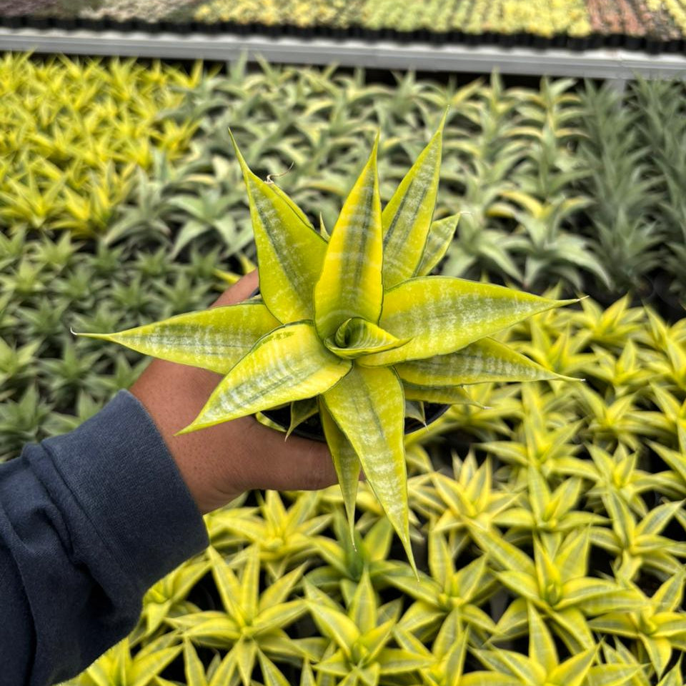 Sansevieria Cordova Variegated