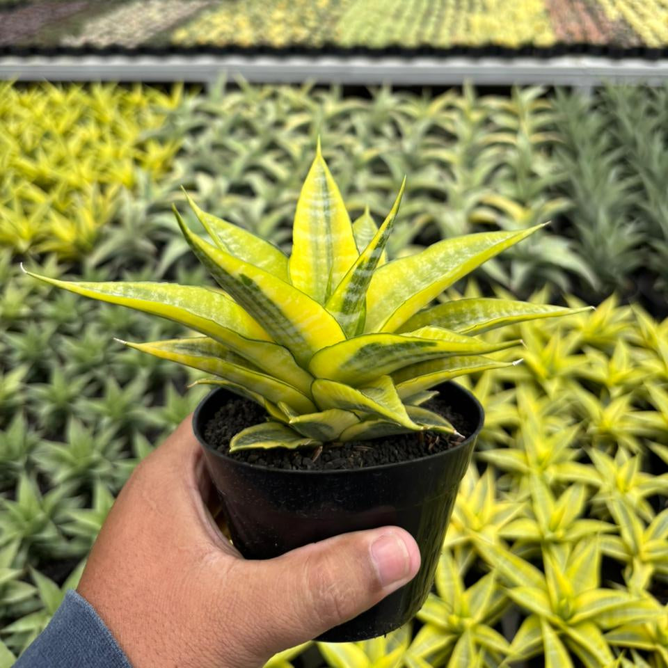 sansevieria senegambica variegata Sansevieria Cordova Variegated