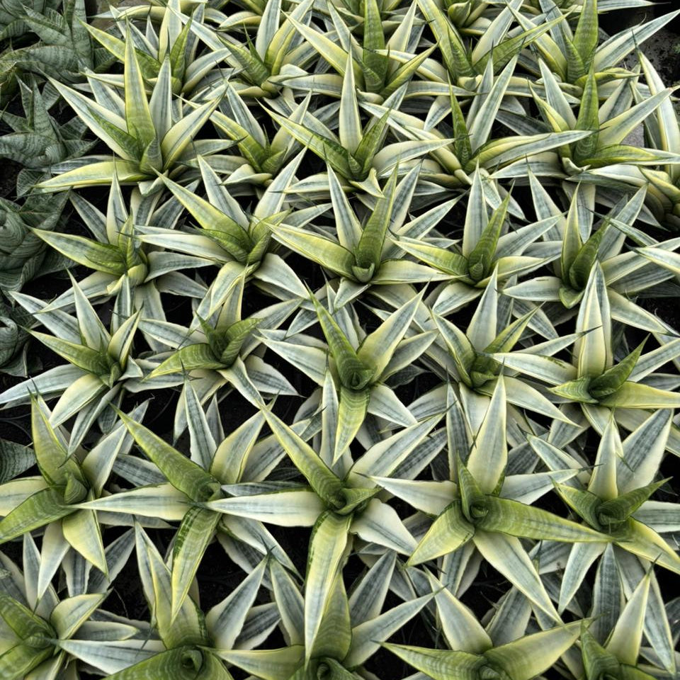 Sansevieria cordova  variegated white
