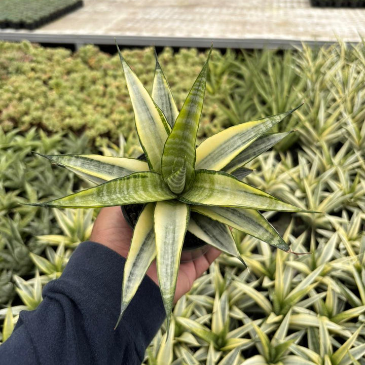 Sansevieria cordova  variegated white